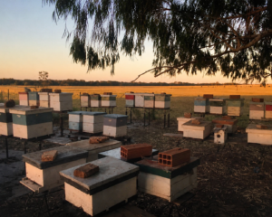 Apiarios de Miel Don Demetrio en un campo de la provincia de Buenos Aires durante el atardecer.