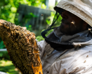 Lucas inspeccionando un panal con abejas durante una jornada de trabajo en el apiario.